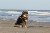 CHIEN FINNOIS DE LAPONIE 049